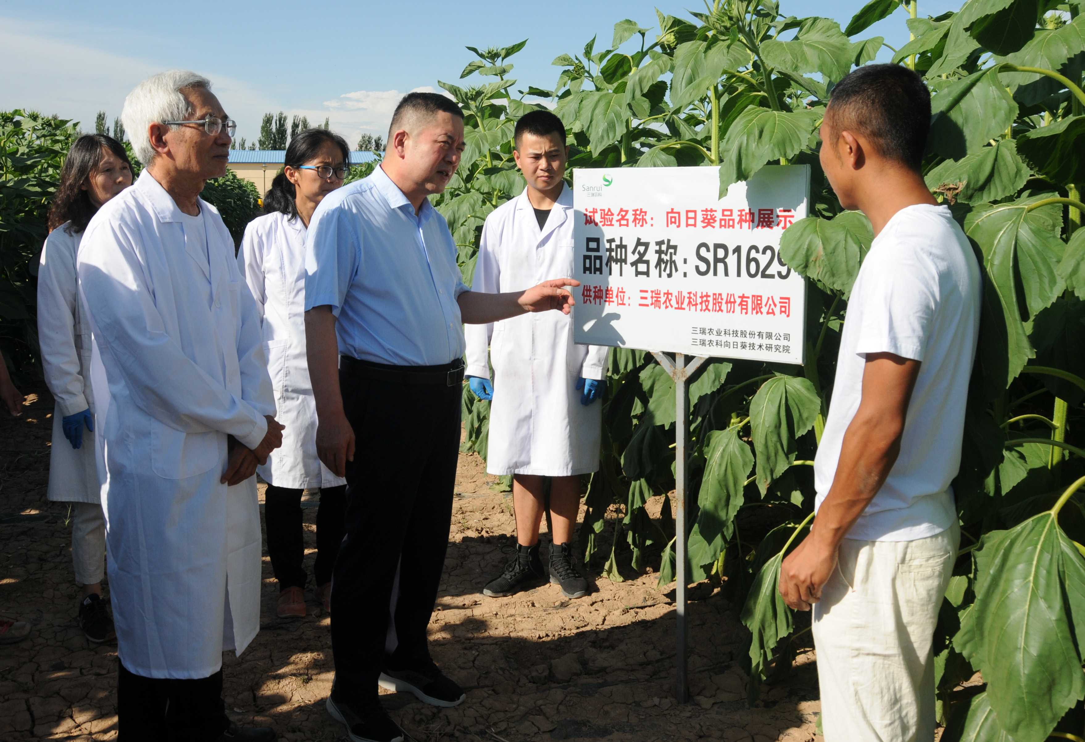 张永平:像打造"中国芯"一样打造"中国葵"