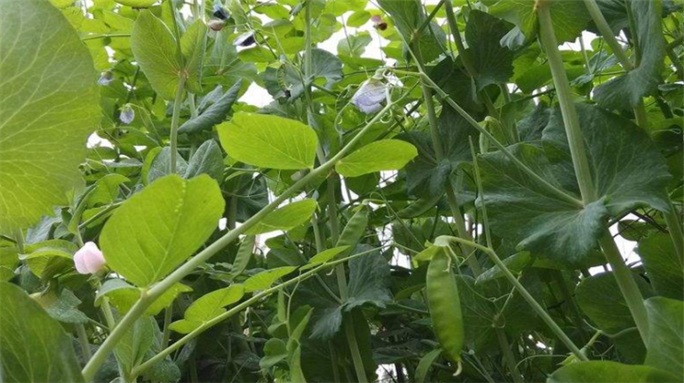 老黄谈三农:如何种植青豆?种植时需要注意哪些问题?