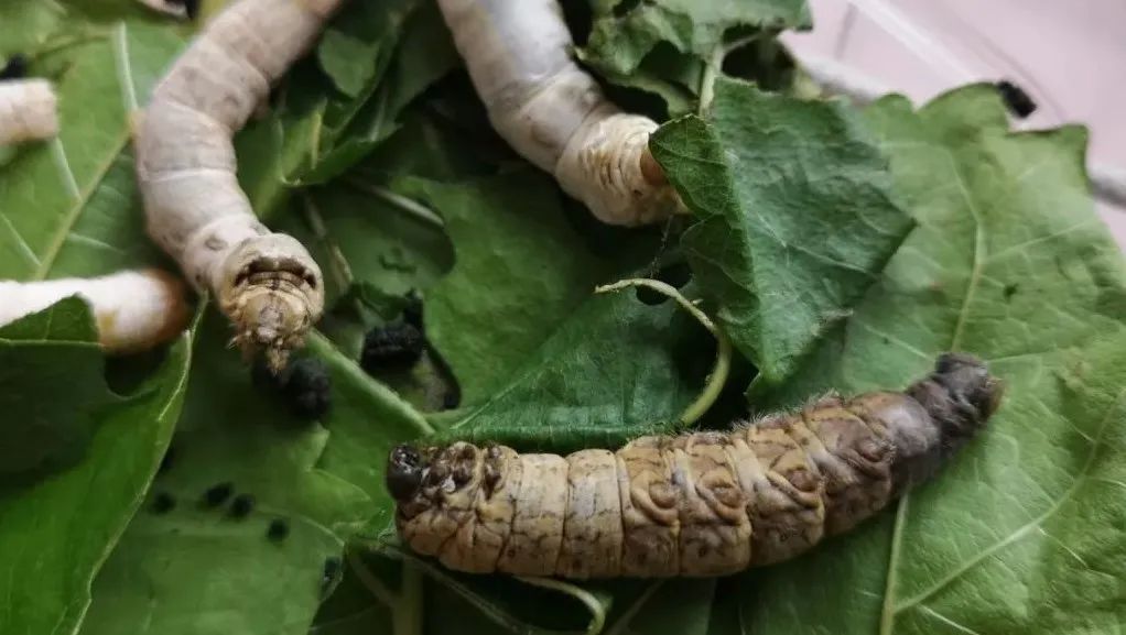 圣诞节后养的32只蚕,情人节前死了1只