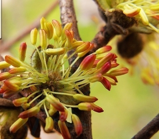 植物小百科:关于小叶金缕梅你不得不知道的知识!
