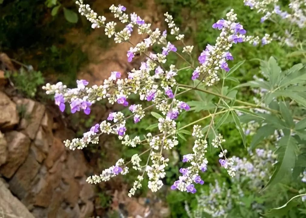 苦根上开出的花,酿出的却是最好的蜜