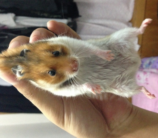 野生金丝熊的数量不明,但因金丝熊性格温顺,受人喜爱,1938年引入美国