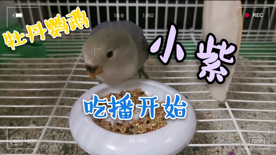 牡丹鹦鹉吃相如何,看这只到家才12天的紫罗兰就知道了