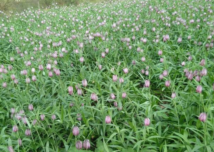 贝母- 热门商品专区