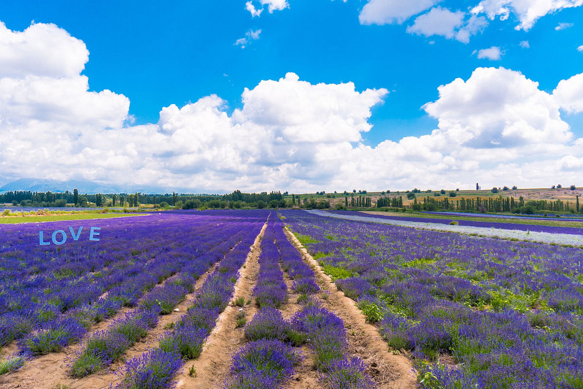 薰衣草故事系列二 大宝来到了草地上,草地上可美啦,你看!