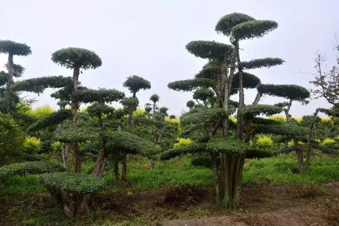 树中的名贵品种,枝叶浓密,萌发力强,适应性强,生长迅速,最适宜做造型