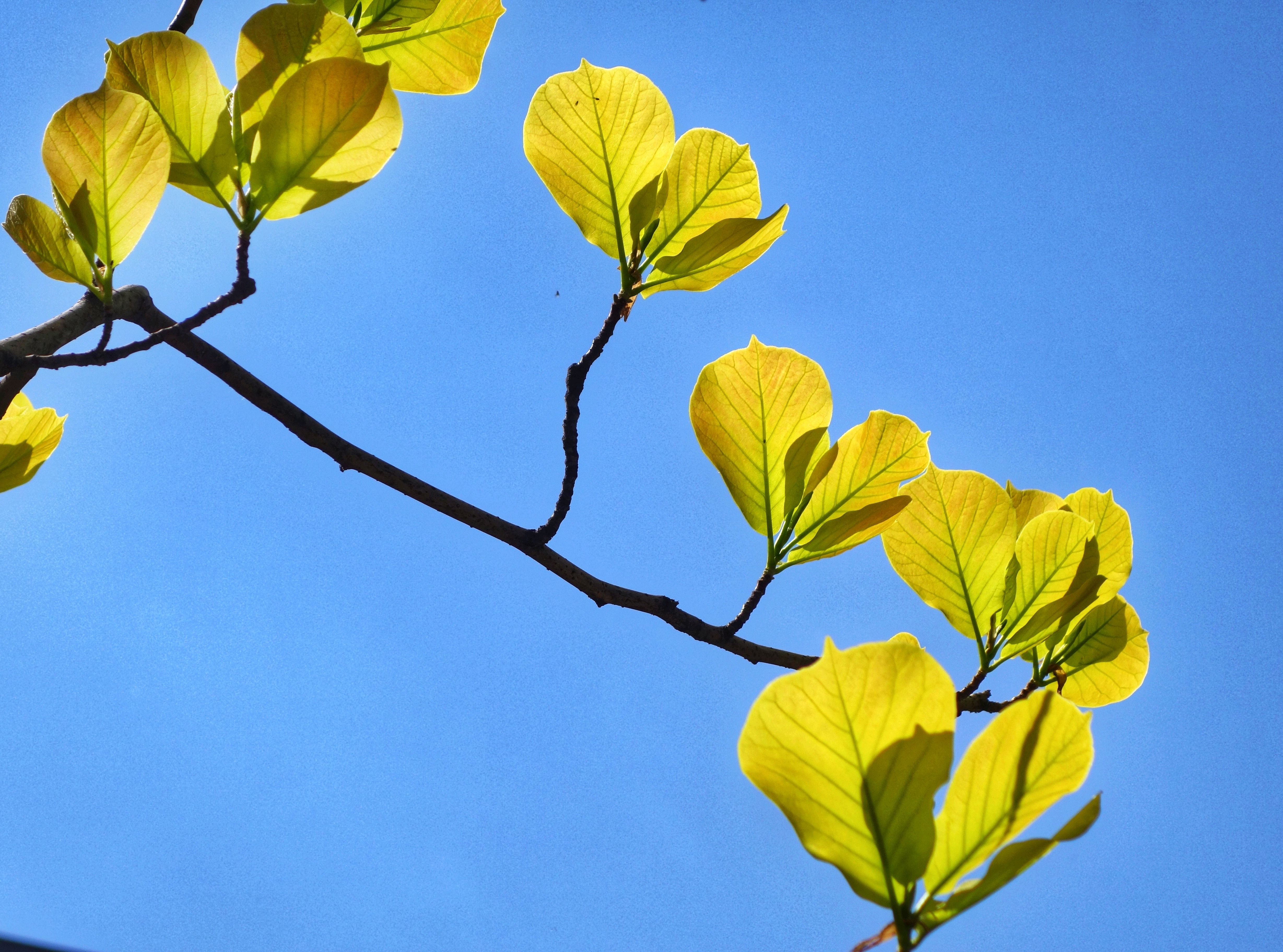 玉兰花谢了,可还有美丽的叶子欣赏!