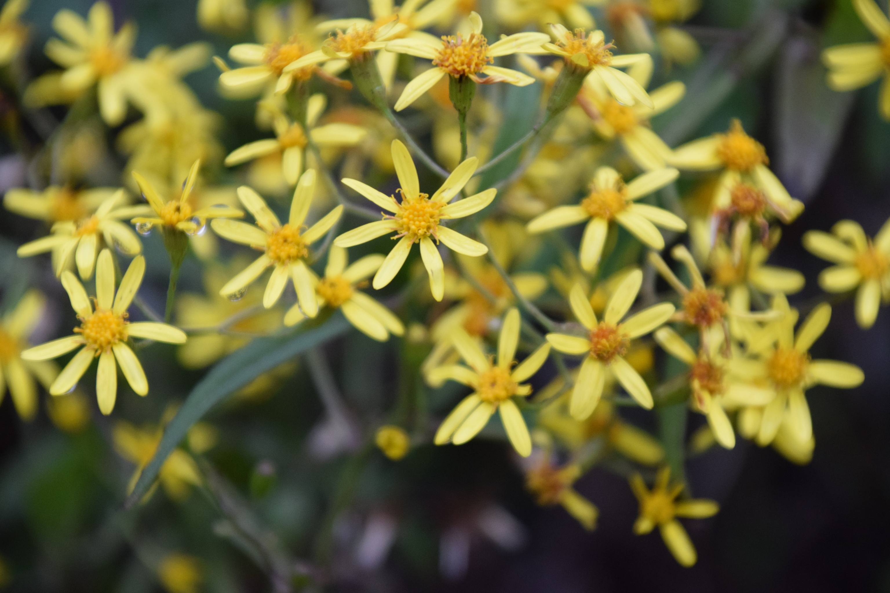春天里金灿灿的野菊花