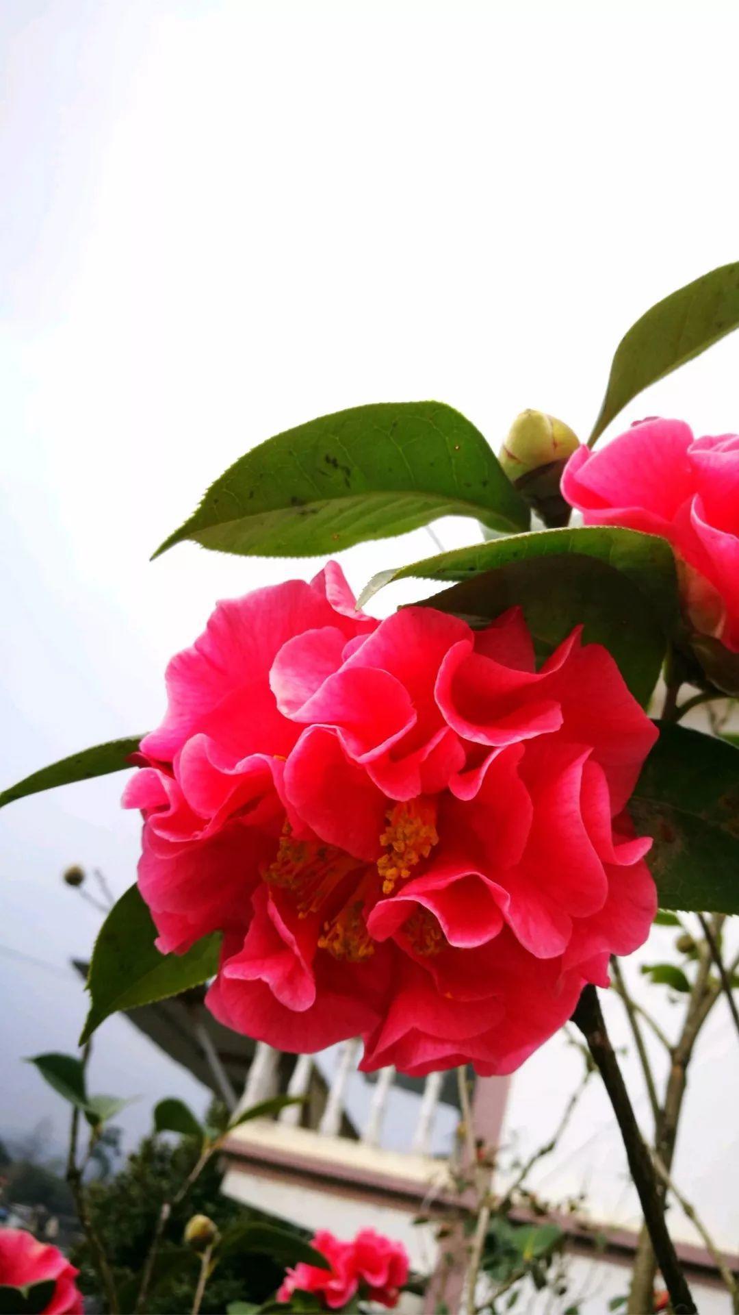 这88种花的美图,送你当壁纸,一天一张不嫌烦!