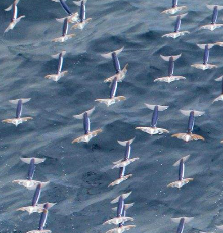 31米的速度获得短跑冠军.乌贼能在空中停留3秒,每次飞行距离长达30米.