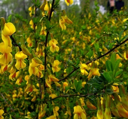 常见植物知识普及——松东锦鸡儿