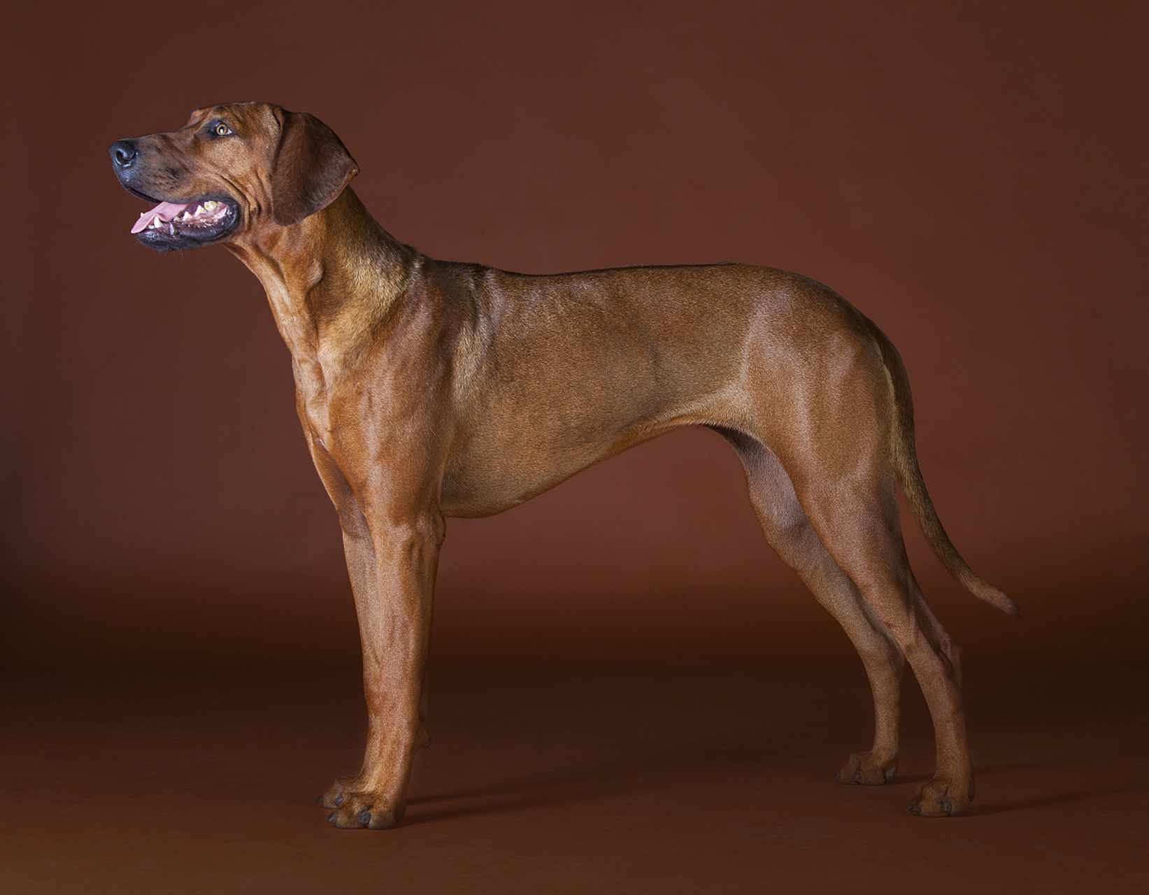 今日早安问候# #百家新收益# 法老王猎犬是一种源自埃及的古老犬种