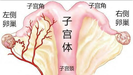 孕囊偏左侧宫角示意图图片