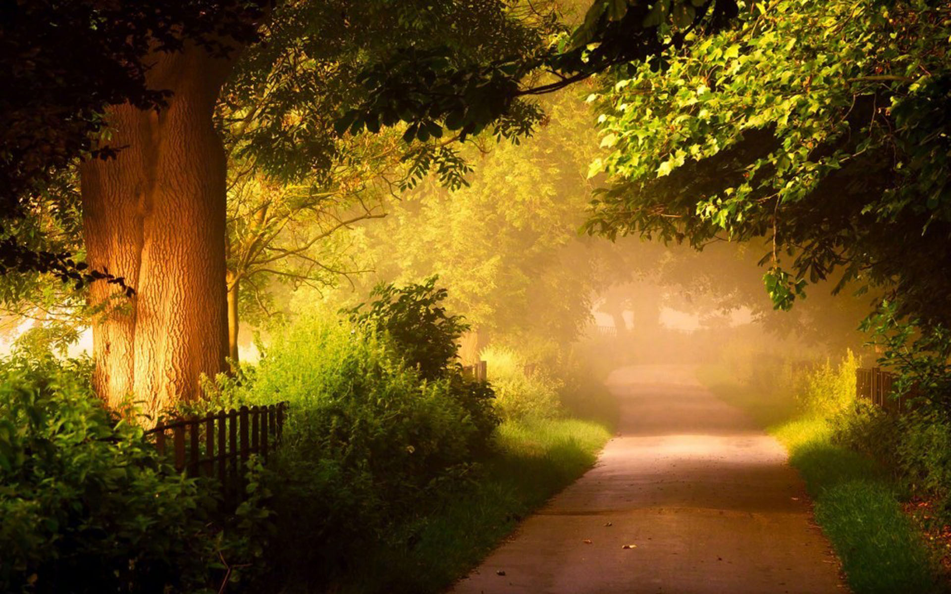 唯美秋季森林风景图片桌面壁纸,分辨率:1920x1200