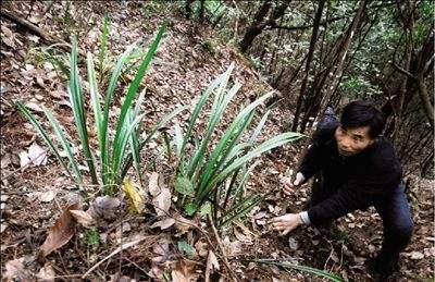 春天是挖野菜的好时候,但是这些花,看到别随意采挖,要保护