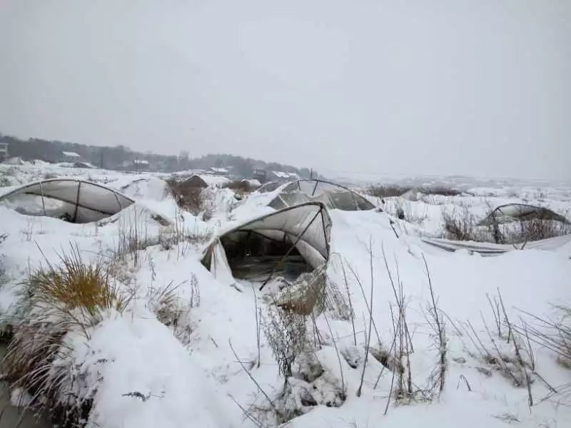 雪灾致湖南怀化市溆浦县卢峰镇蔬菜大棚倒塌