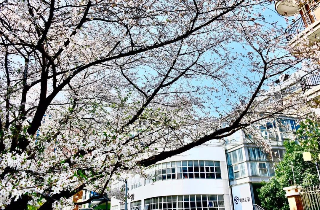 同濟大學校園的櫻花開了:一簇簇,粉櫻凝雪(多圖),好漂亮!