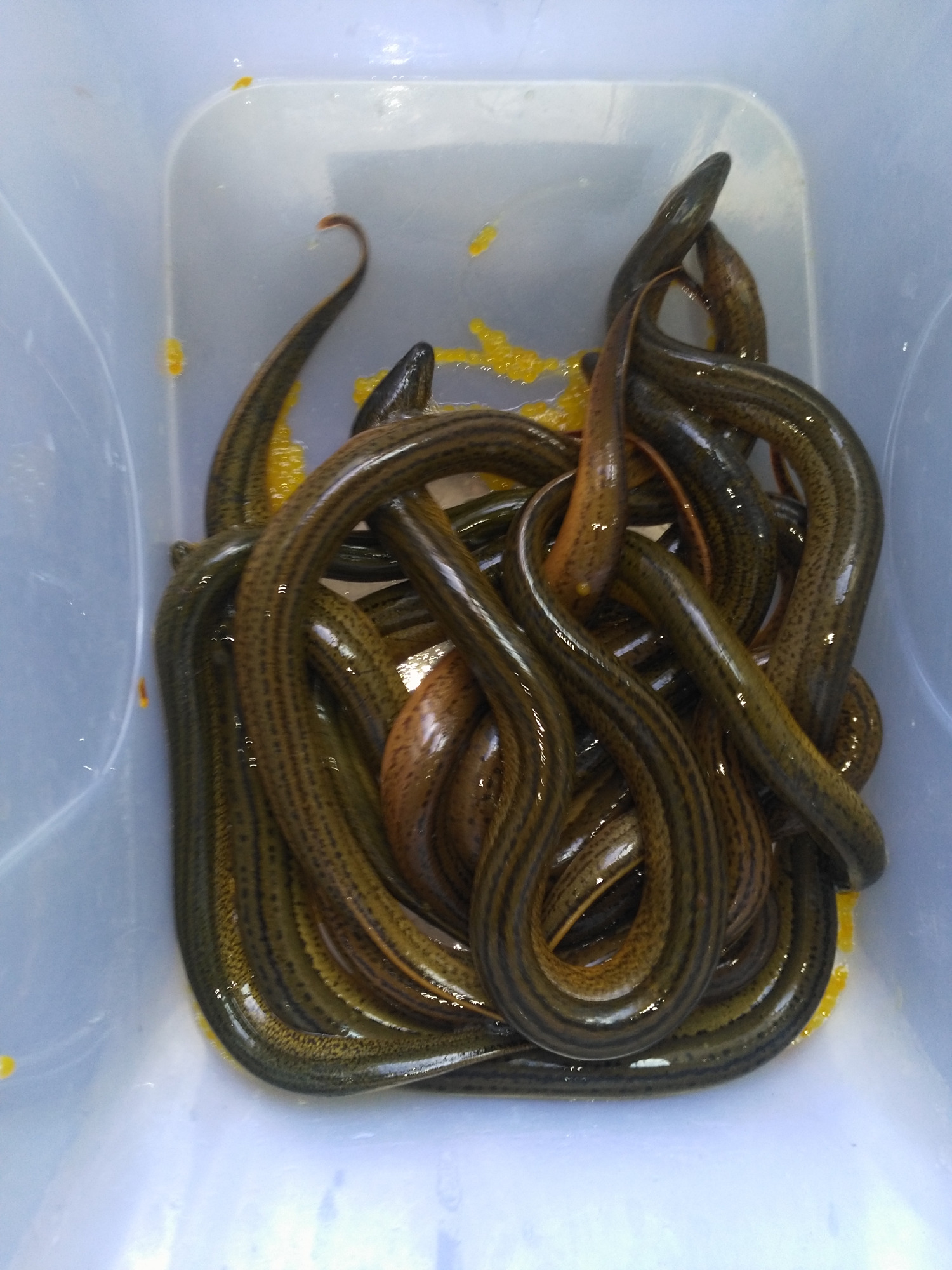 网箱黄鳝 - 2020年最新商品信息聚合专区 - 百度爱采购