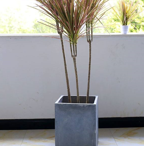 马尾铁的种植方法