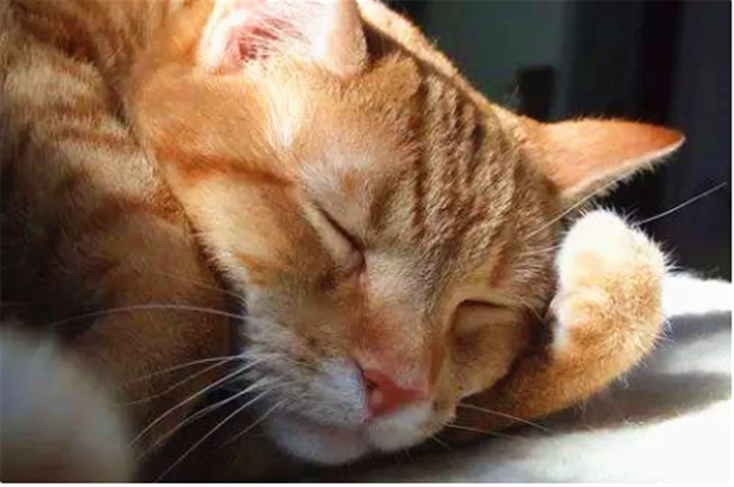 猫咪呼噜的声音是情绪放松,对我们没有戒心.