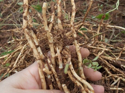 这植物有鱼腥味,河南叫"猪鼻孔",农民用它搭配饲料预防猪瘟?