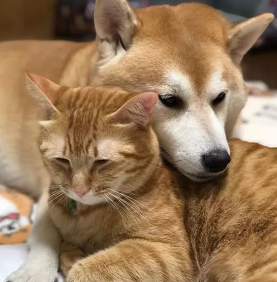 柴犬和猫一起长大后逐渐猫化,主人:"狗能不能有点狗样?