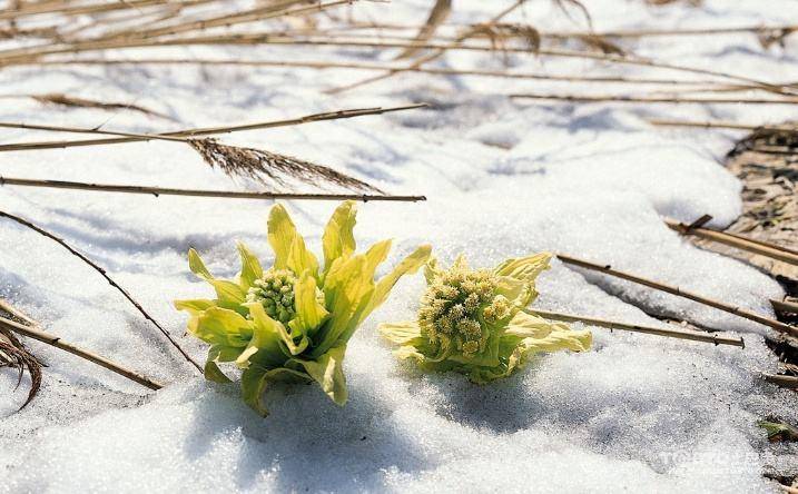 雪莲果花图片大全图片