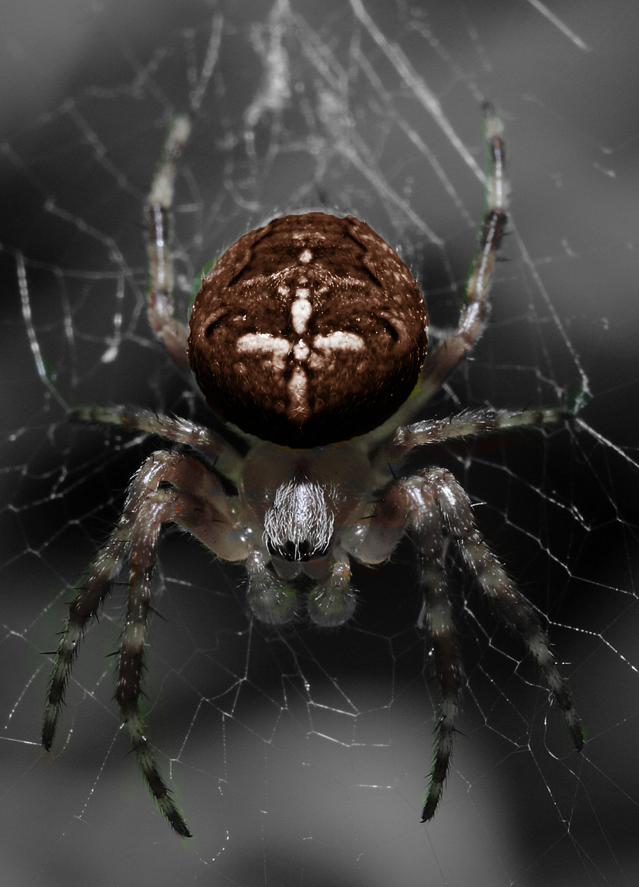 1,黑寡妇的分类 黑寡妇蜘蛛不是特定种类的蜘蛛,它们一般只在一个属中