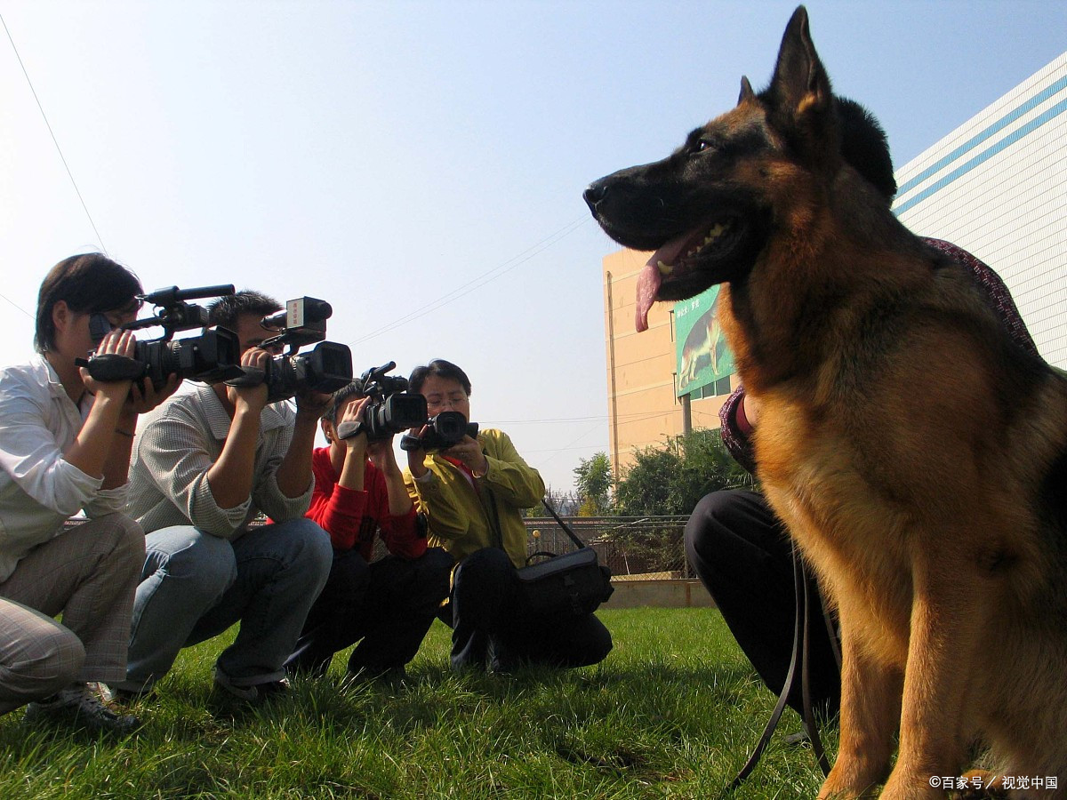 德国牧羊犬参加 igp 比赛前的饮食要注意什么?