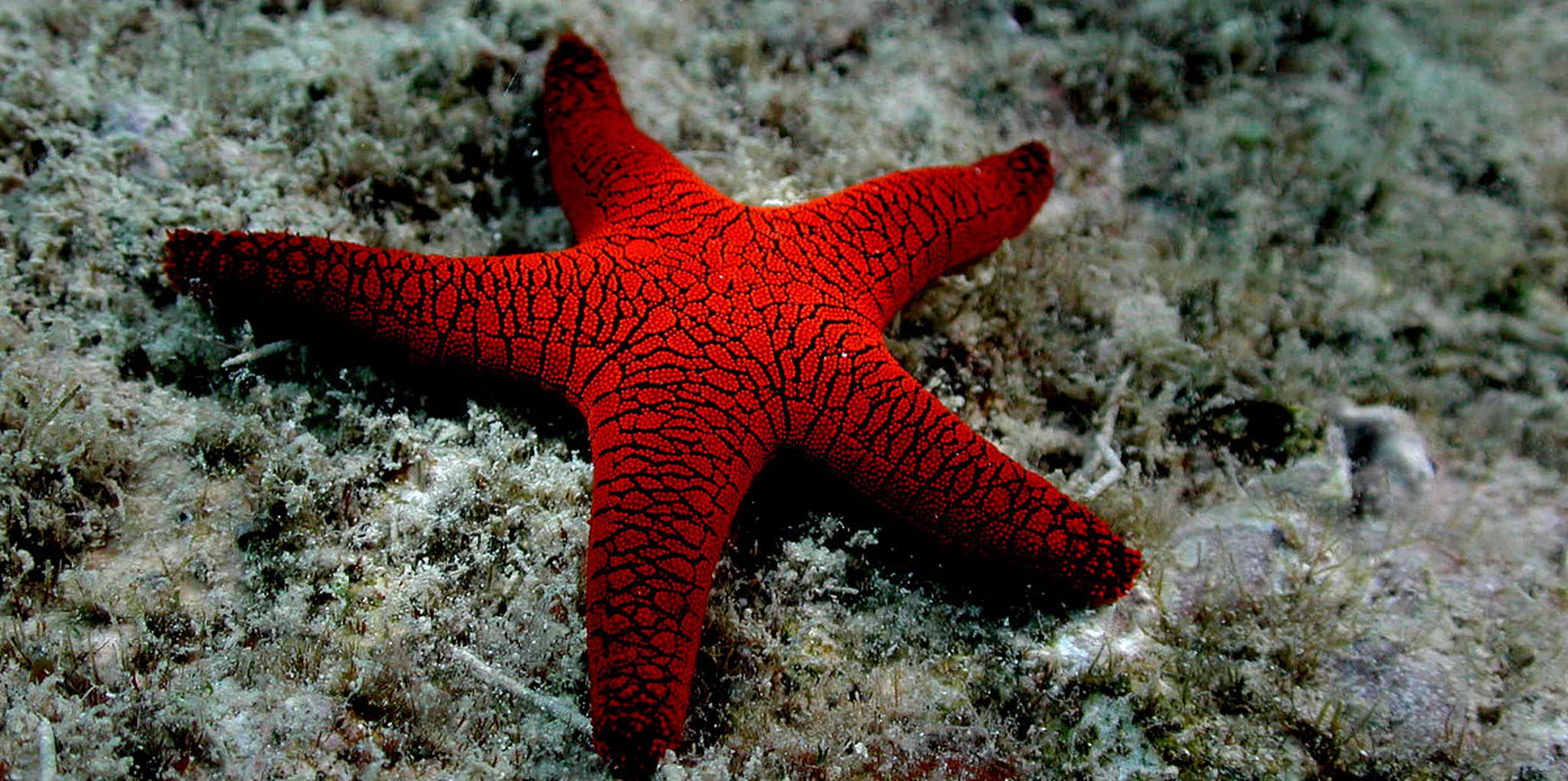 海星在海底沉睡,它们的存在与坚韧,让我们感受到了大海的神秘与力量
