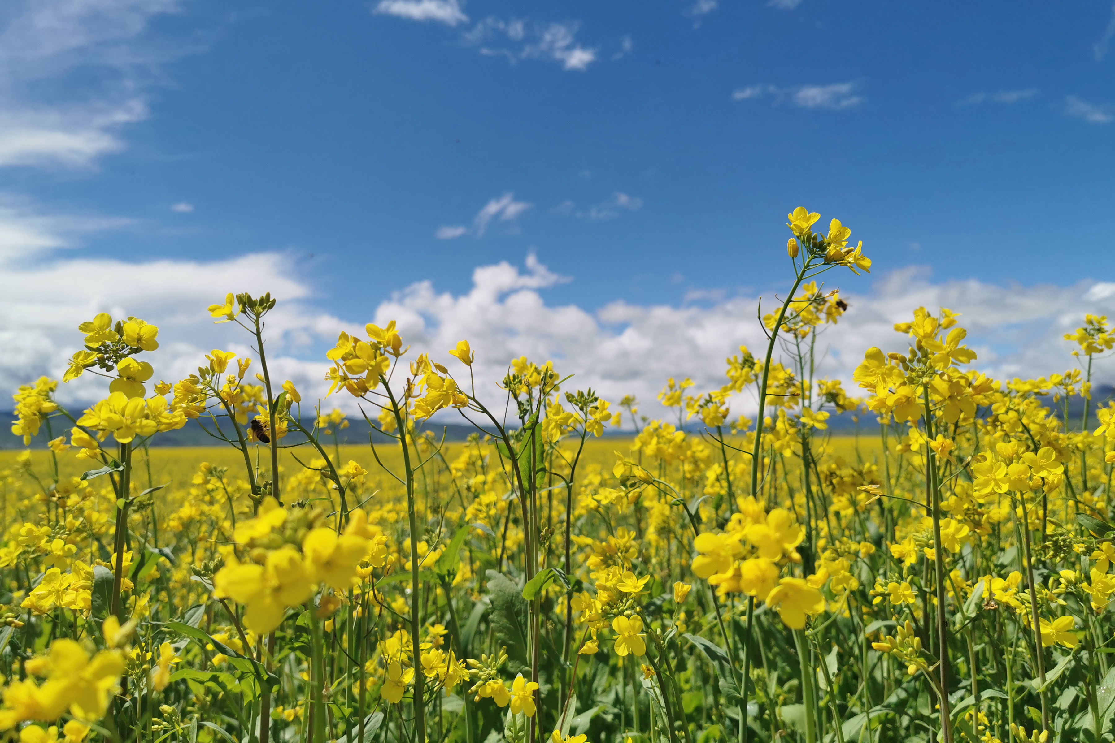 门源油菜花开满原野(1)