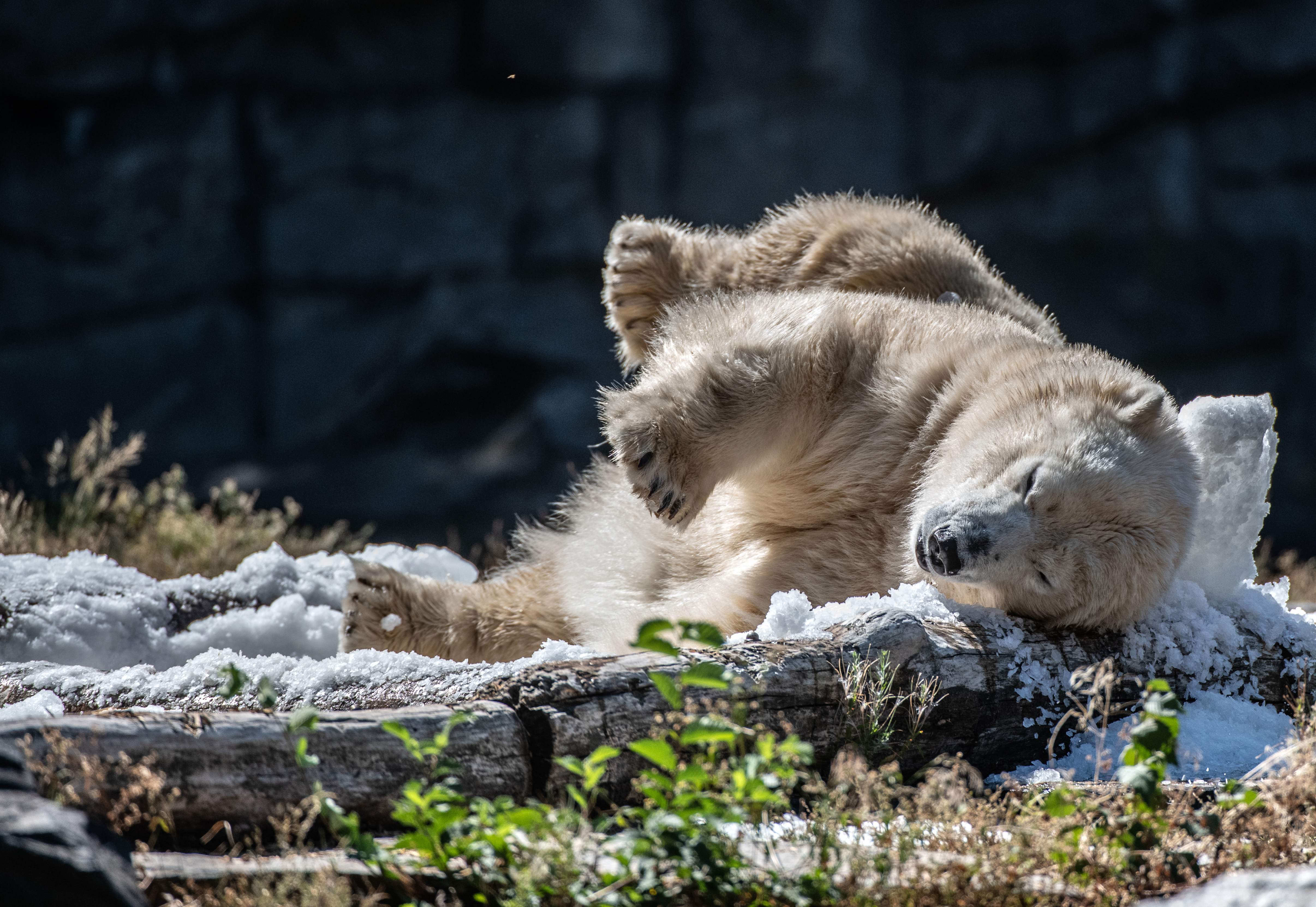 冰浴的北极熊(3)