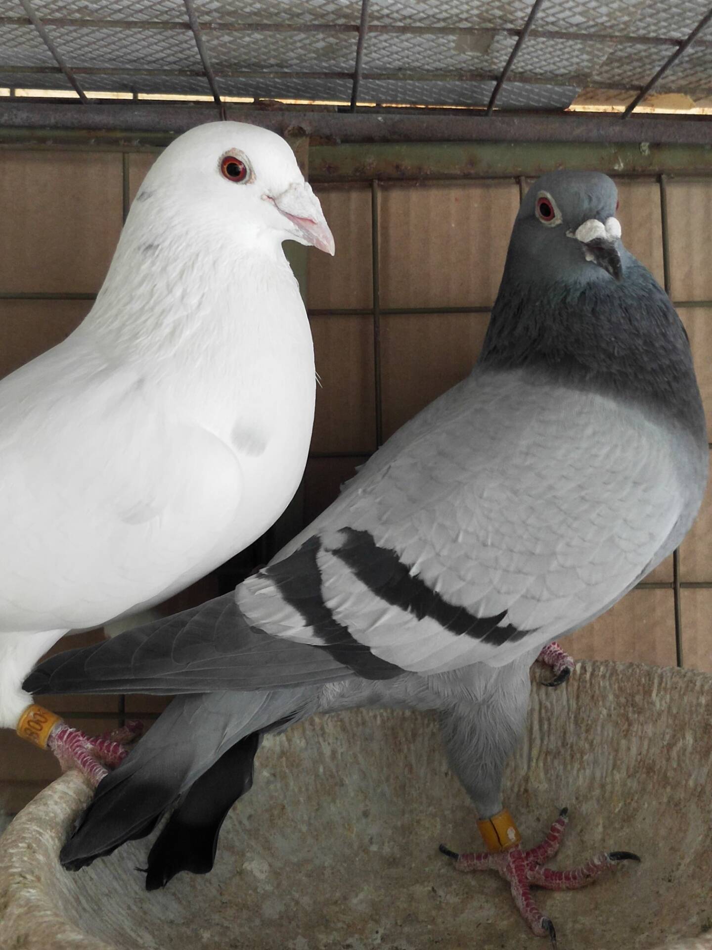 种鸽配对当以这个方式为主