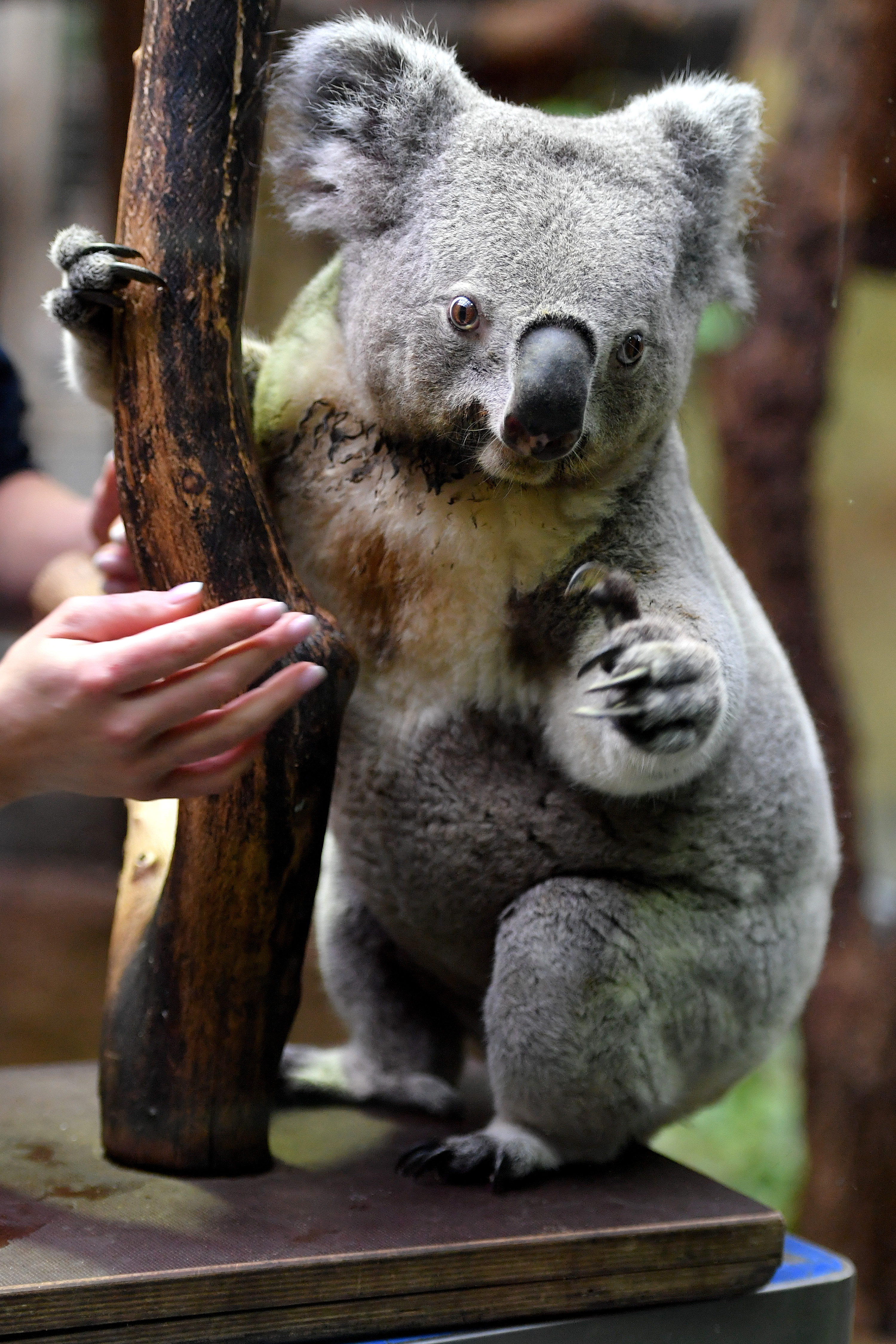 杜伊斯堡动物园的考拉(3)