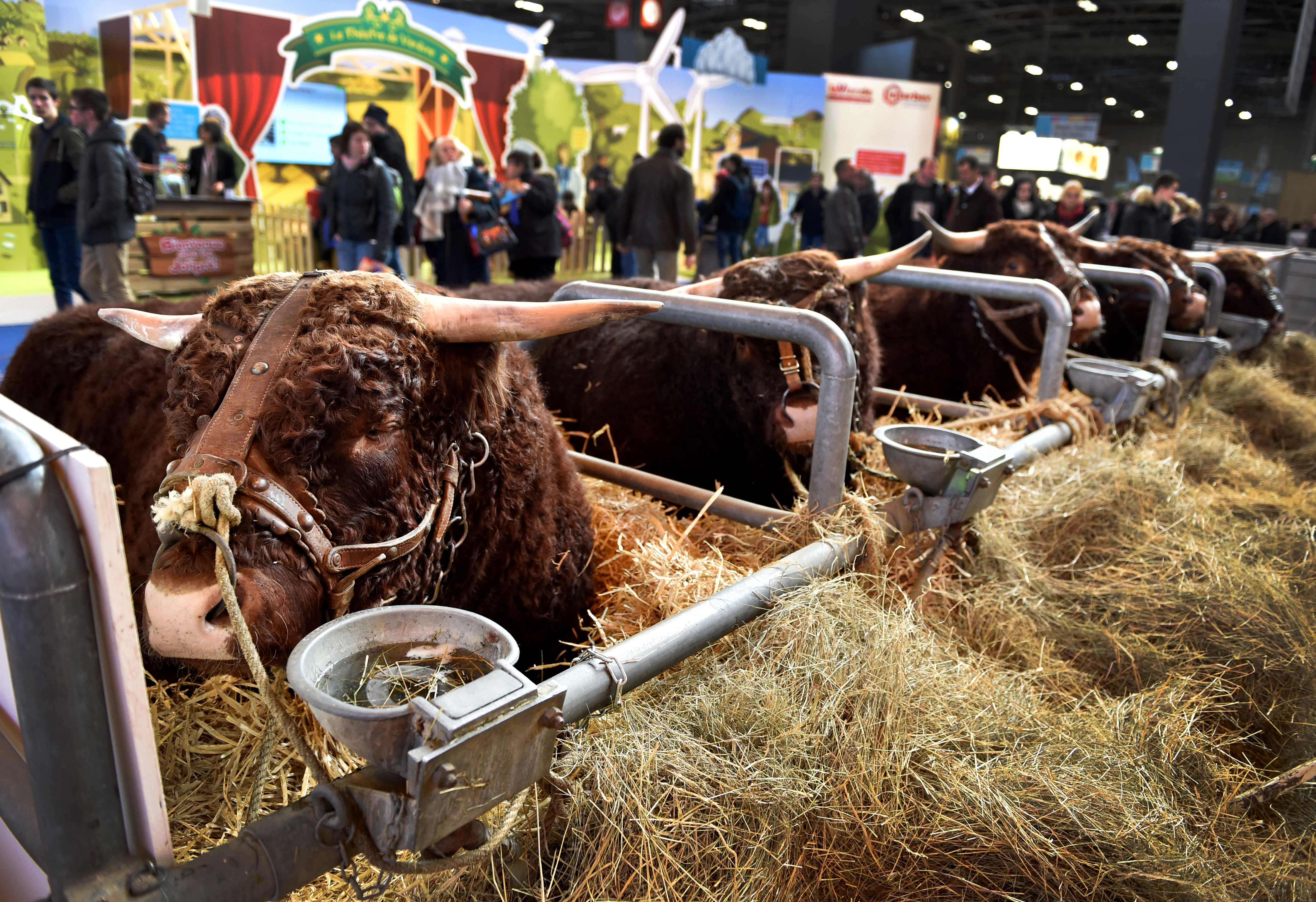 [3](外代二线)第55届法国农业博览会开幕