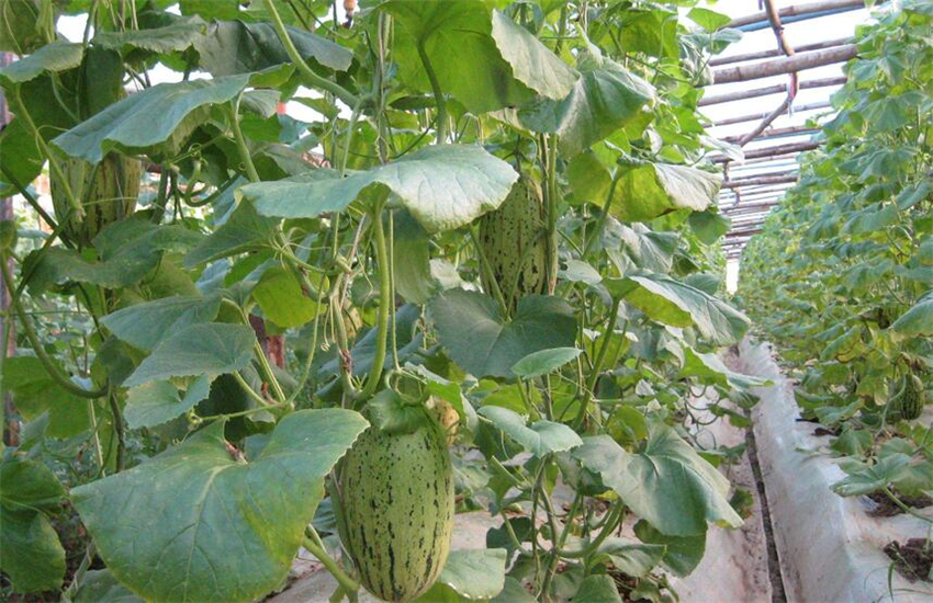 哈密瓜怎么有效整枝,你知道吗,这里有答案?