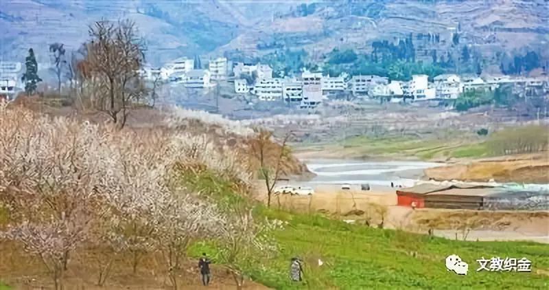 「诗歌」总溪河的樱桃花开了|文宇星