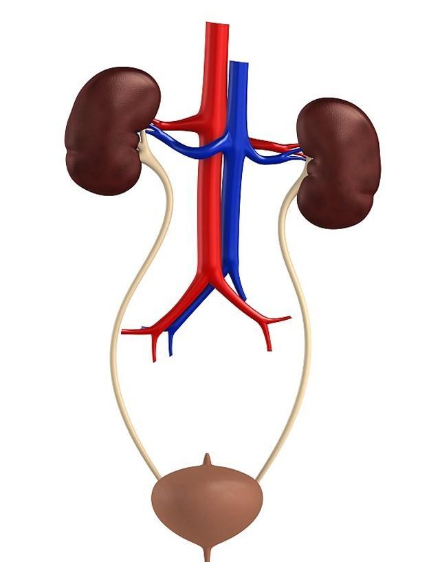 最伤肾的4大习惯,长期做会引起肾器官衰竭,有许多男人都中了!