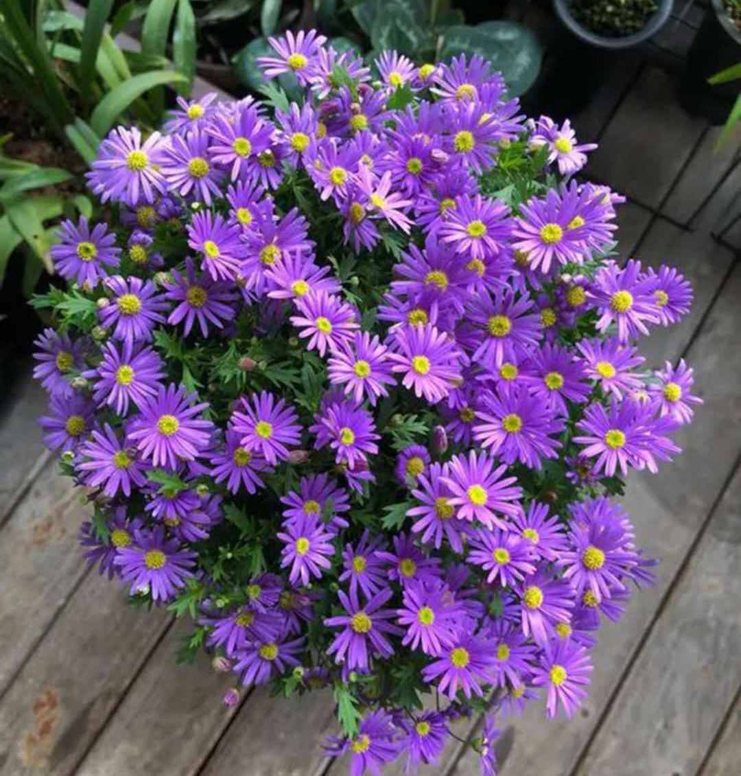 适合新手养殖的爆盆花卉,"姬小菊"是不二选择,你喜欢吗?