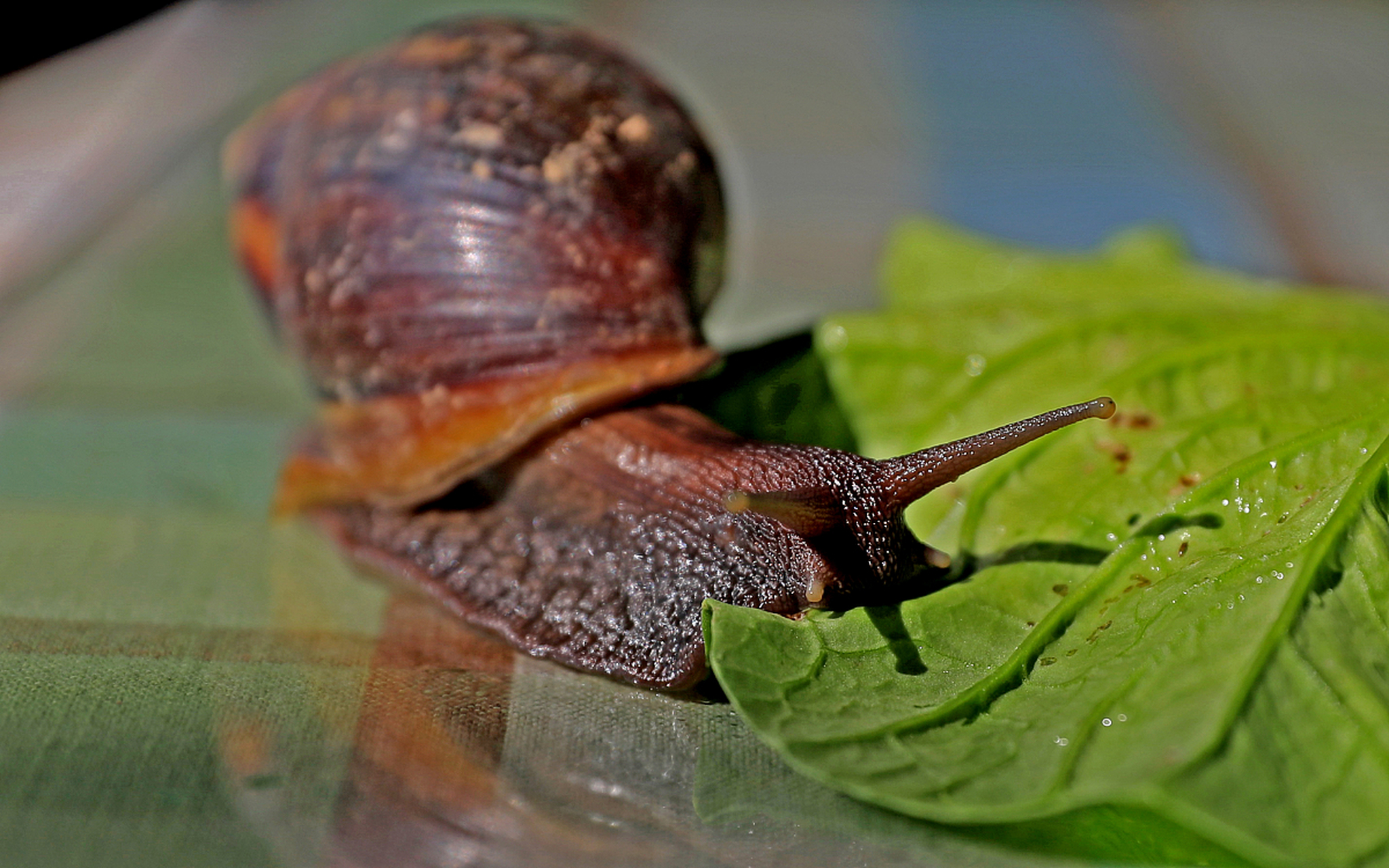 好可爱的小蜗牛,爱吃青菜.  #动物趣图