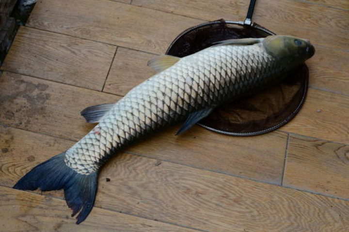 【红烧鲤鱼】 【原材料】:鲤鱼,白糖,老抽,生抽,料酒,八角,大葱,姜片