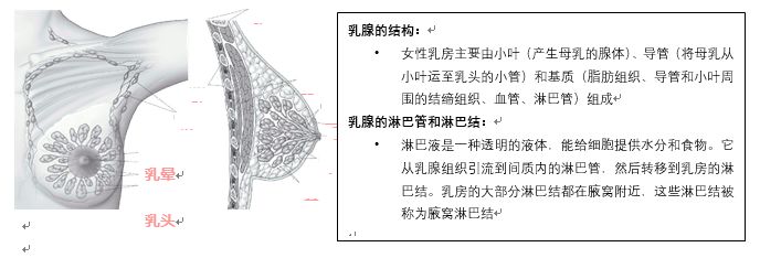 乳腺淋巴管走向图图片