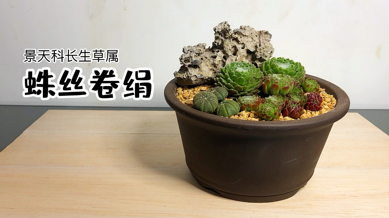 长生草属蛛丝卷绢 手把手教你上盆