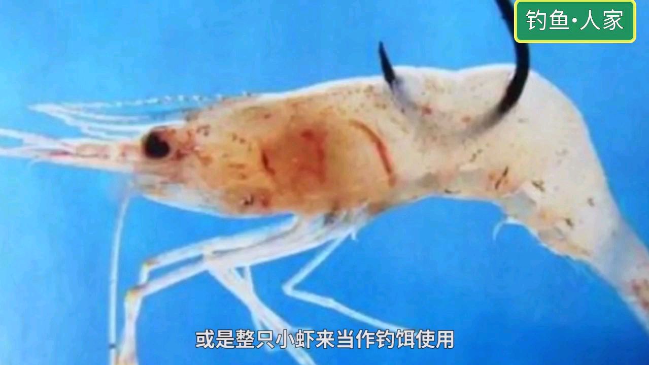 虾肉拉饵钓法,提高野钓中鱼率,轻松钓获鲈鱼和石斑鱼等