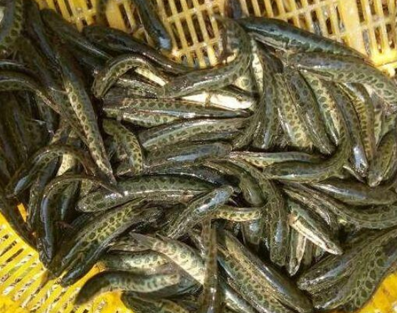 另一方面草鱼等品种也大量上市,而且价格便宜,拿鮰鱼的成本也比黑鱼要