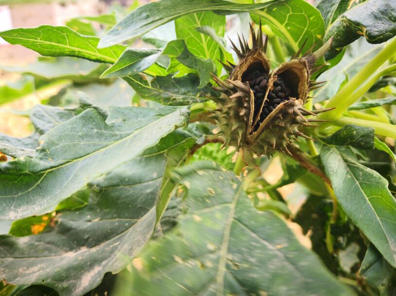 路边常见的"刺苹果"是武侠小说常出现的毒草,也能入药治病