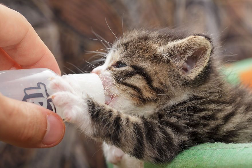 没见过世面的猫长什么样?看它们就知道了