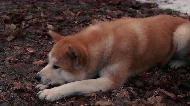 [图]几分钟看完催泪感人电影《忠犬八公》，豆瓣高分9.3分