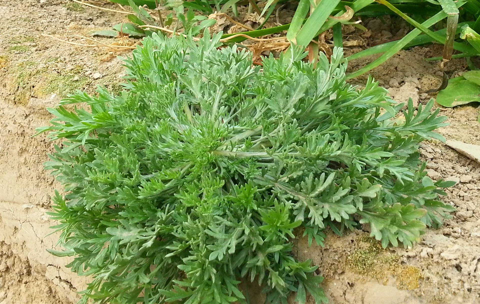 农村满山坡的野生中草药,却没有人去采摘,3个原因很现实