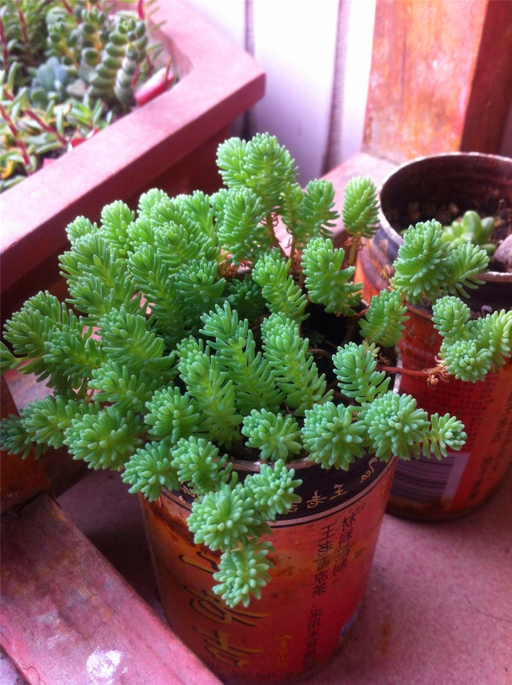 薄雪万年草有毒吗?超可爱像是烟花一样层层绽放!